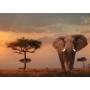 Puzzle Ravensburger elefante dei 1000 pezzi masai mara - Ravensburger