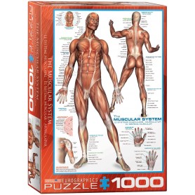 Puzzle Eurographics il sistema muscolare da 1000 pezzi Eurographics - 1
