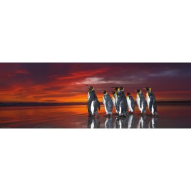 Puzzle Heye pinguini king panorama da 1000 pezzi Heye - 1