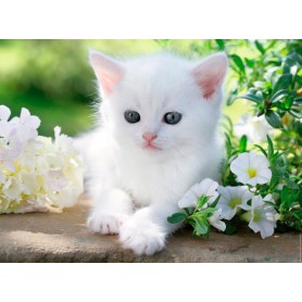 Puzzle Ravensburger gattino bianco da 1500 pezzi Ravensburger - 1