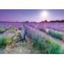 Puzzle Educa Bicicletta in Lavanda Campo di 1000 pezzi Puzzles Educa - 1