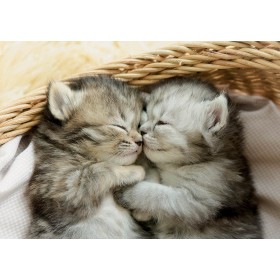Puzzle Educa Gattini dolci 500 pezzi Puzzles Educa - 1