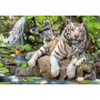 Puzzle Educa Tigri Bianche del Bengala 1000 Pezzi - Puzzles Educa