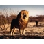 Animali – Puzzle da 1500 pezzi